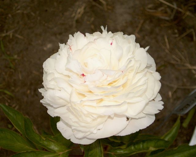 Carl G Klehm -                                                                                                                 Peonies species| PIONI | პიონი