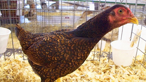 Modern Game 3 - chicken Breeds | ქათმის ჯიშები | qatmis jishebi