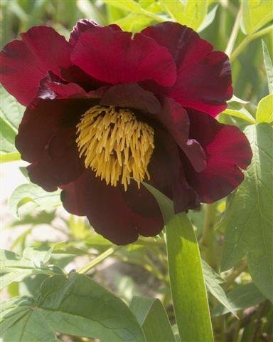 Corsair  -                                                                                                                 Peonies species| PIONI | პიონი