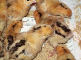Redcap 1 - chicken Breeds | ქათმის ჯიშები | qatmis jishebi