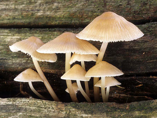Mycena galericulata - Fungi species | sokos jishebi | სოკოს ჯიშები