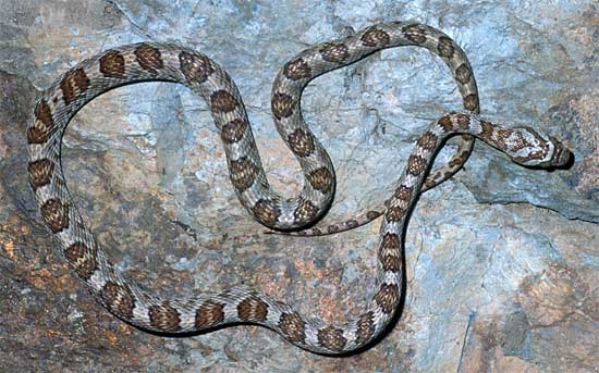 Trimorphodon lyrophanes - California Lyresnake - snake species | gveli | გველი