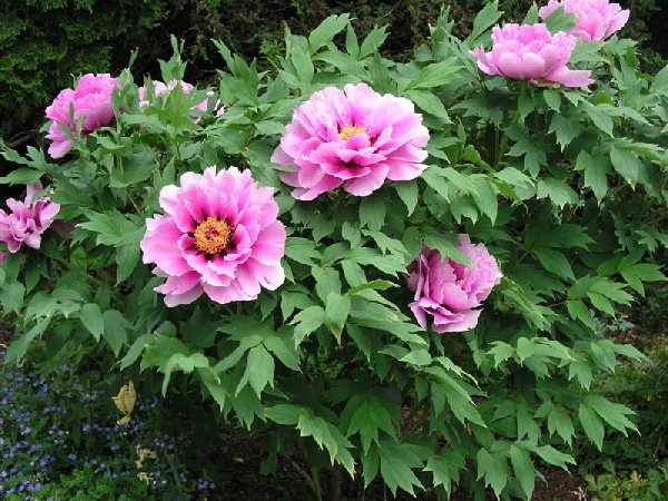 Chojuraku -                                                                                                                 Peonies species| PIONI | პიონი