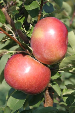 RubyMac - Apple Varieties
