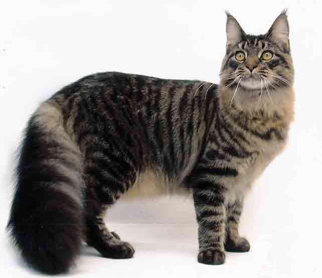 Maine Coon - cat Breeds | კატის ჯიშები | katis jishebi