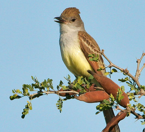 Brown-crested Flycatcher - Bird Species | Frinvelis jishebi | ფრინველის ჯიშები