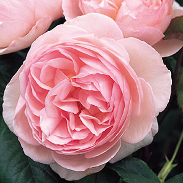 Heritage Climbing - Rose Varieties | VARDI | ვარდი                                                                                                                