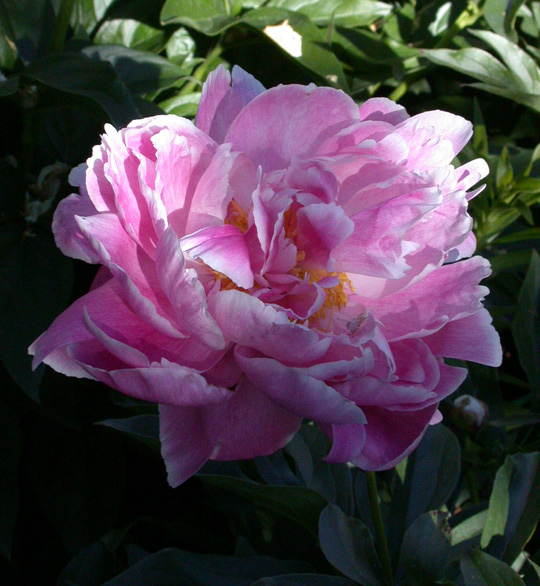 Auguste Dessert -                                                                                                                 Peonies species| PIONI | პიონი