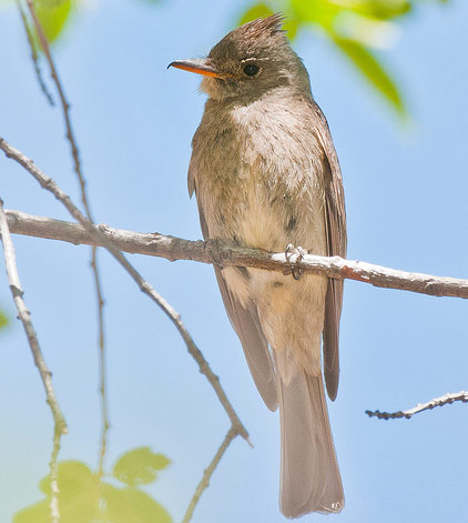 Greater Pewee - Bird Species | Frinvelis jishebi | ფრინველის ჯიშები