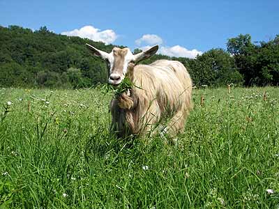 Bionda dell'Adamello Goat - goats Breeds | txis jishebi | თხის ჯიშები