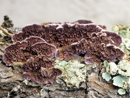 Hirschioporus abietinus: Trichaptum abietinum - Fungi species | sokos jishebi | სოკოს ჯიშები