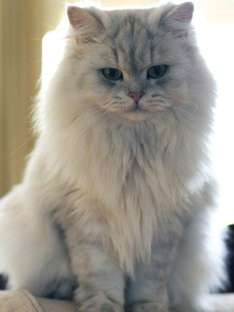 British Longhair 1 - cat Breeds | კატის ჯიშები | katis jishebi