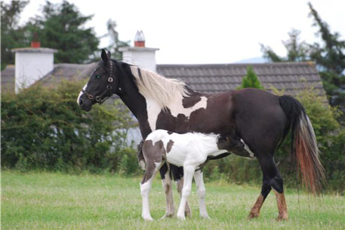 Abyssinian Horse - horse Breeds | ცხენის ჯიშები| cxenis jishebi