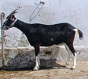 Benadir Goat - goats Breeds | txis jishebi | თხის ჯიშები