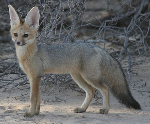 Blanford's Fox - fox species | melias jishebi | მელიას ჯიშები