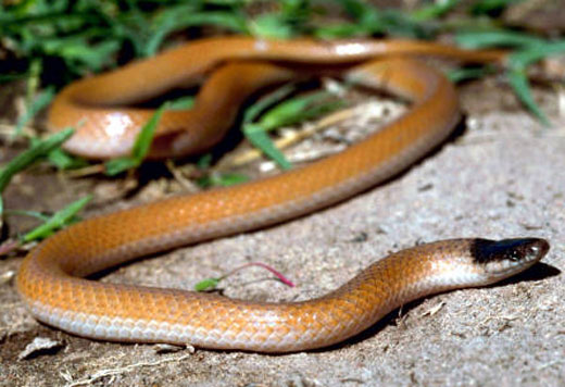 PLAINS BLACK-HEADED SNAKE  <br />Tantilla nigriceps - snake species | gveli | გველი