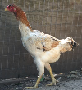 Malay 3 - chicken Breeds | ქათმის ჯიშები | qatmis jishebi