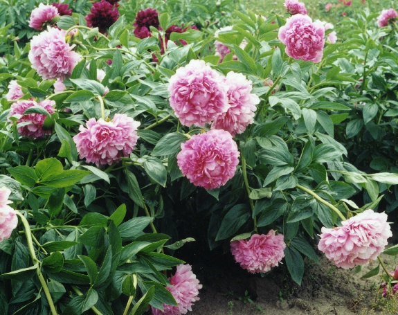 Bill Krekler -                                                                                                                 Peonies species| PIONI | პიონი
