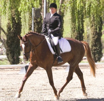 Selle Francais 3 - horse Breeds | ცხენის ჯიშები| cxenis jishebi