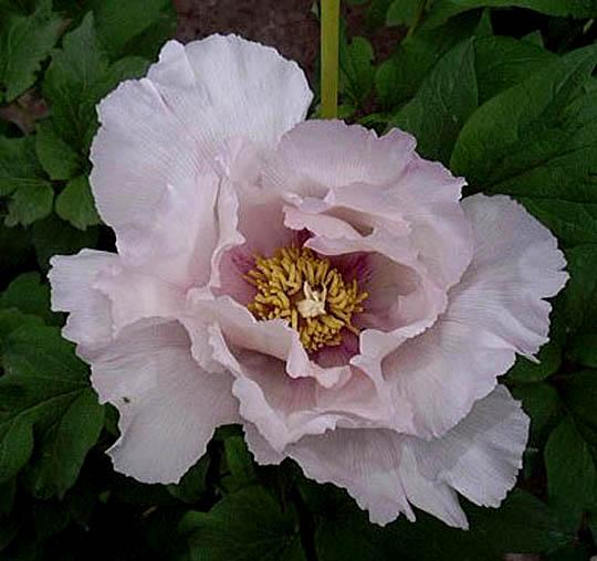 Companion of Serenity -                                                                                                                 Peonies species| PIONI | პიონი