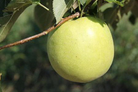 Shizuka - Apple Varieties