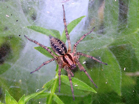 Labyrinth - Spider species | OBOBAS JISHEBI | ობობას ჯიშები