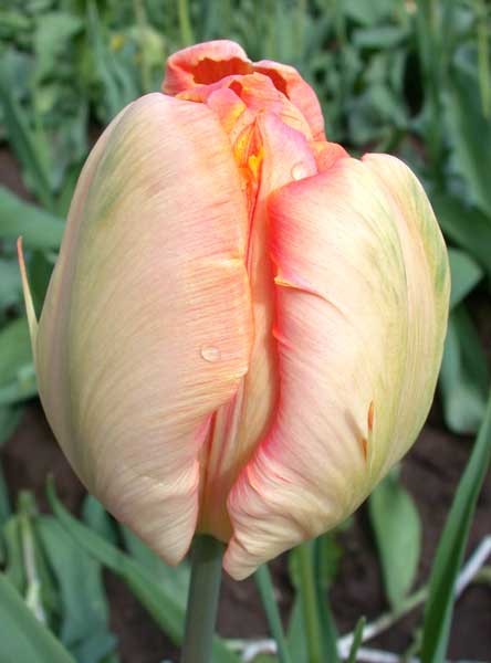 Salmon Parrot -                                                         Species Tulip| TITA | ტიტა                                                        