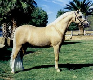 Welsh Section A and B 2 - horse Breeds | ცხენის ჯიშები| cxenis jishebi