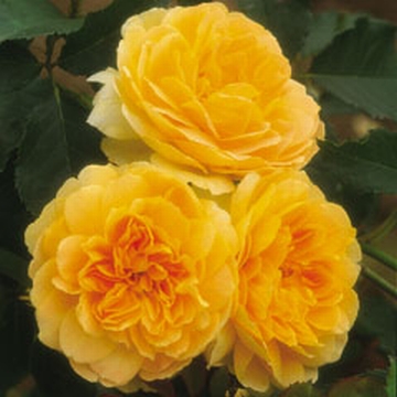 Molineux - Rose Varieties | VARDI | ვარდი                                                                                                                