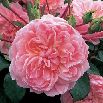 Anne Boleyn - Rose Varieties | VARDI | ვარდი                                                                                                                