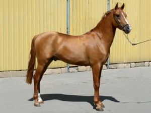 Karabakh 1 - horse Breeds | ცხენის ჯიშები| cxenis jishebi