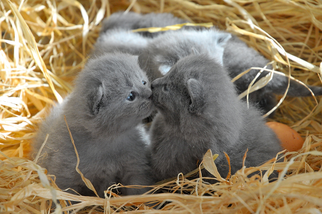 Chartreux 1 - cat Breeds | კატის ჯიშები | katis jishebi