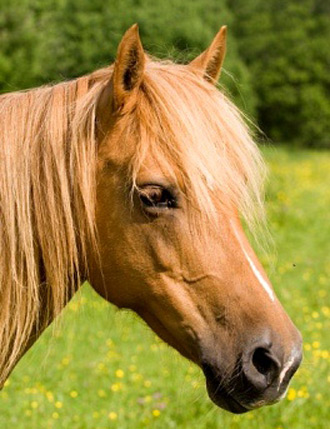 Arab-Haflinger Horse - horse Breeds | ცხენის ჯიშები| cxenis jishebi