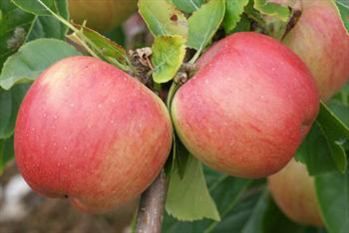 Florina - Apple Varieties