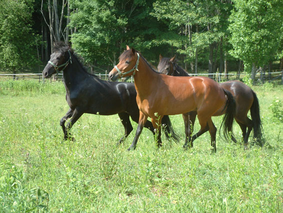 Paso Fino 1 - horse Breeds | ცხენის ჯიშები| cxenis jishebi