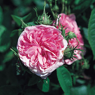 La Ville de Bruxelles - Rose Varieties | VARDI | ვარდი                                                                                                                