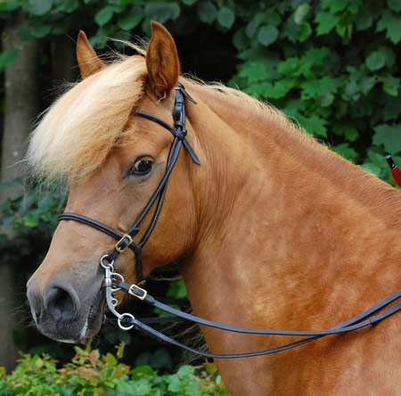 Aegidienberger Horse - horse Breeds | ცხენის ჯიშები| cxenis jishebi