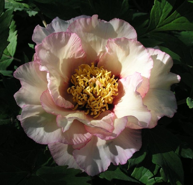 Calypso -                                                                                                                 Peonies species| PIONI | პიონი