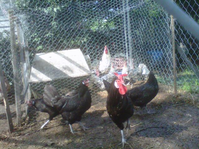 La Fleche 2 - chicken Breeds | ქათმის ჯიშები | qatmis jishebi