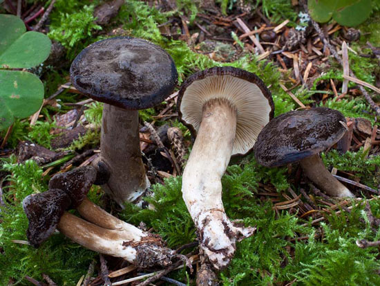 Lactarius fallax - Fungi species | sokos jishebi | სოკოს ჯიშები