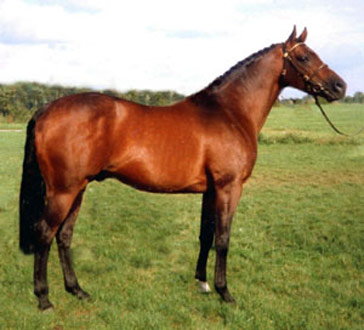 Anglo-Arabian Horse - horse Breeds | ცხენის ჯიშები| cxenis jishebi