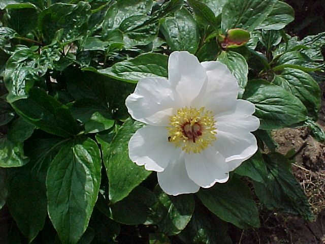 Archangel -                                                                                                                 Peonies species| PIONI | პიონი