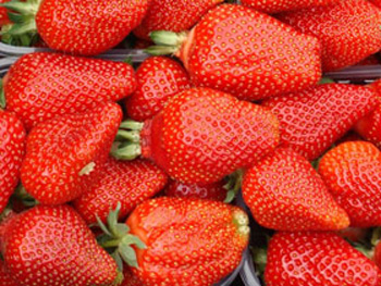 Asia - Strawberry Varieties