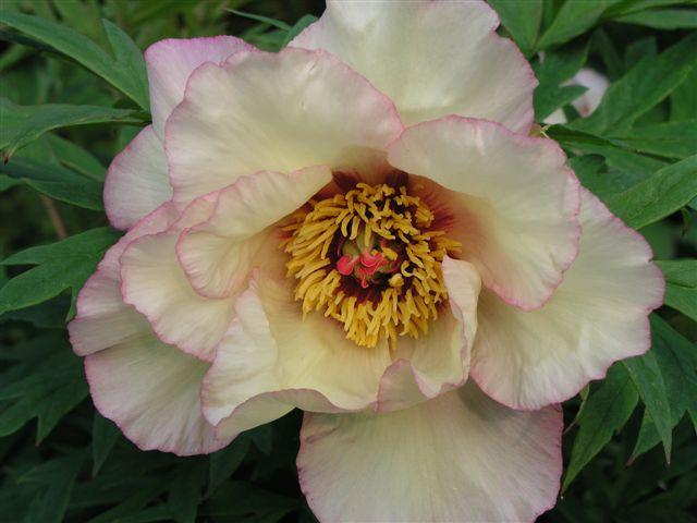 Corinne Wersan -                                                                                                                 Peonies species| PIONI | პიონი