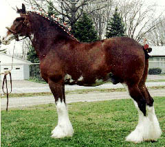 Clydesdale 2 - horse Breeds | ცხენის ჯიშები| cxenis jishebi