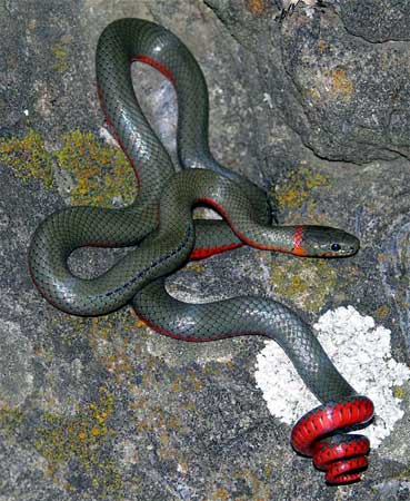 Diadophis punctatus vandenburgii - Monterey Ring-necked Snake - snake species | gveli | გველი
