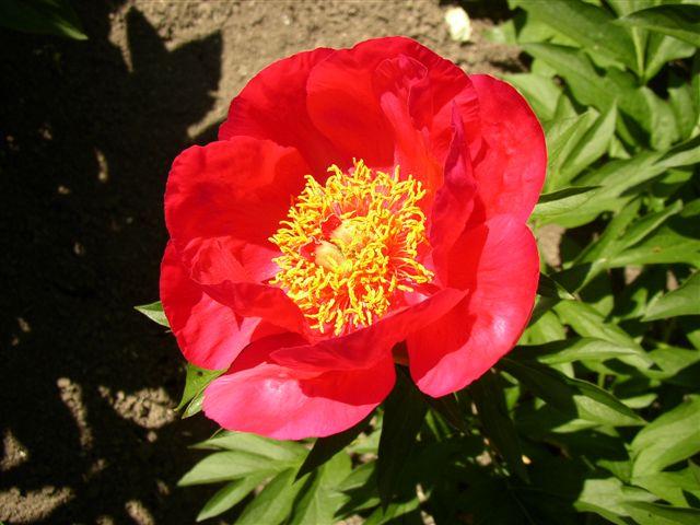 Burning Bright -                                                                                                                 Peonies species| PIONI | პიონი