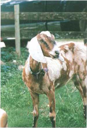 Kaghani Goat - goats Breeds | txis jishebi | თხის ჯიშები
