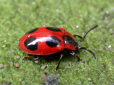 False Ladybird - Ladybirds species | CHIAMAIAS JISHEBI | ჭიამაიას ჯიშები