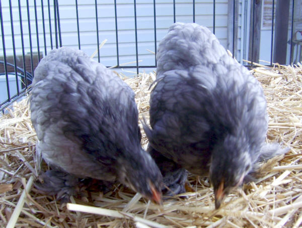 Cochin Pictures 2 - chicken Breeds | ქათმის ჯიშები | qatmis jishebi